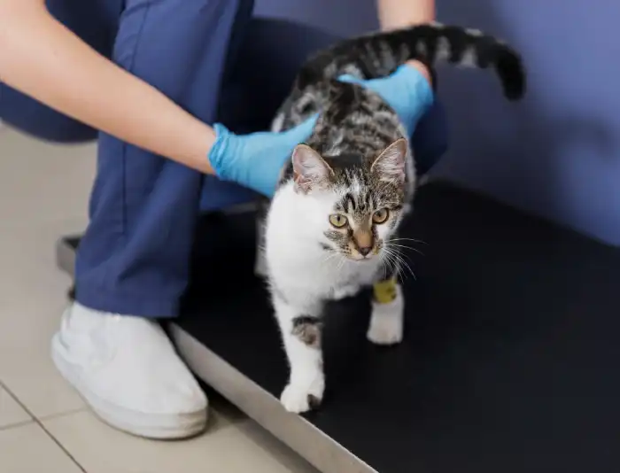 Cat Control in Manila