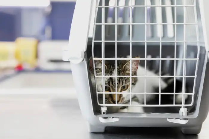 Cat Control in Manila