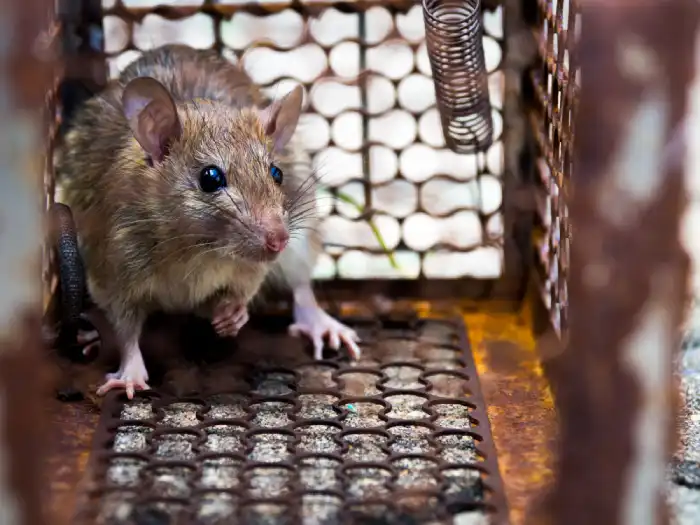 Rat Control in Manila