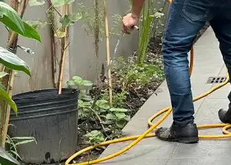 Rat Control in Manila