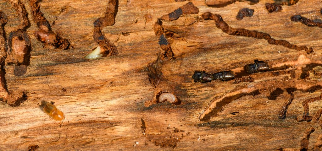 The Homeowner’s Handbook to Termite Control in Alabang - MR Pest Control