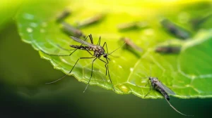 MR Pest Mosquito Control in Quezon City
