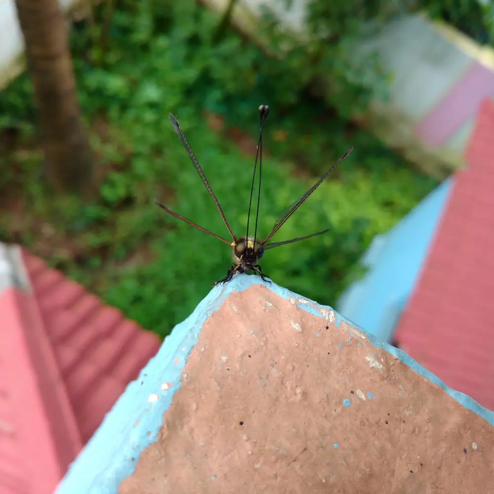 Cavite Pest Control Services