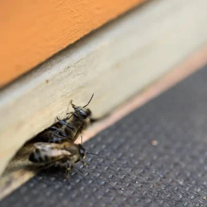 Pest Control Services in Cavite