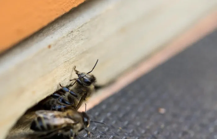 From Shaken Walls to Unwanted Guests: How Pest Control Services in Cavite Address Risks in Earthquake-Affected Buildings 1 From Shaken Walls to Unwanted Guests: How Pest Control Services in Cavite Address Risks in Earthquake-Affected Buildings