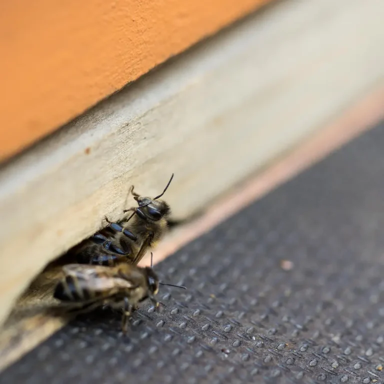 Pest Control Services in Cavite