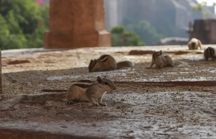Why Earthquakes Increase Rodent Activity — And What Pest Control Services in Makati Can Do About It 1 Why Earthquakes Increase Rodent Activity — And What Pest Control Services in Makati Can Do About It