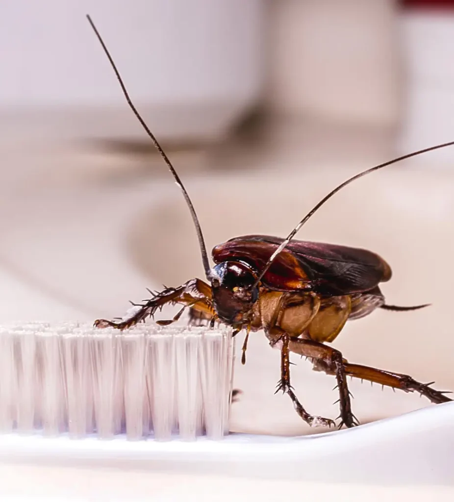 Rising Food Prices and Poor Sanitation: Why Cockroach Control in Manila Problems Are Increasing 3 Cockroach Manila Control