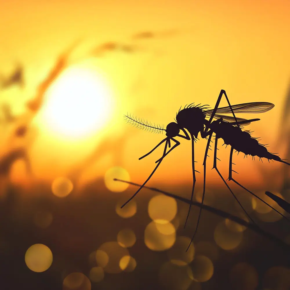 Dengue Season Meets Heatwave: Why Pest Control in Quezon City Is More Urgent Than Ever 3 MR Pest Control in Quezon City