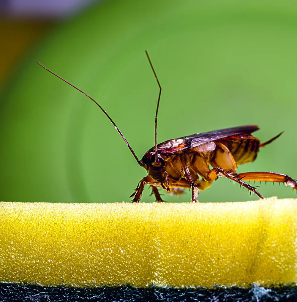 Rising Food Prices and Poor Sanitation: Why Cockroach Control in Manila Problems Are Increasing 2 Manila Cockroach Control