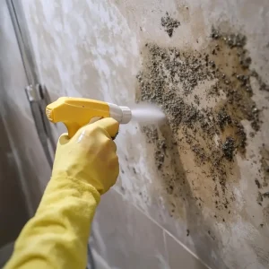 Termite Control in Tagaytay Termite Control in Tagaytay