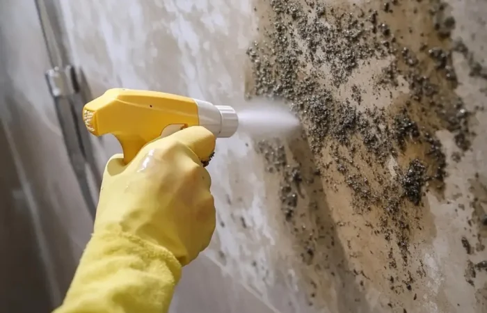 Termite Control in Tagaytay